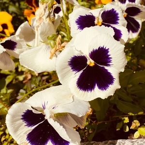 Meet your Posher, Marianelly